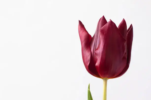 Photo of A bright blooming flower of red - burgundy tulip on a white background.