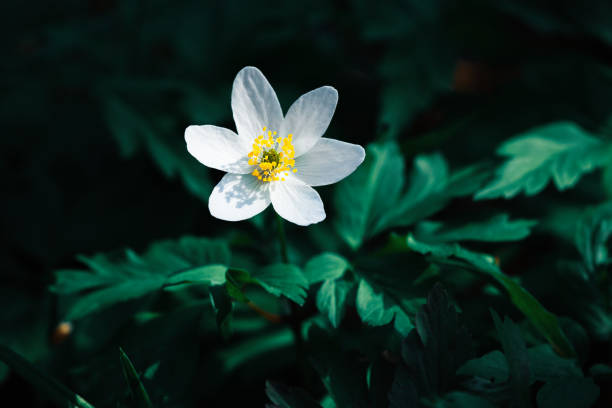 istock Anemone sylvestris. 1136822552