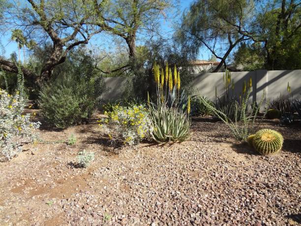 istock Arid Climate Vegetation with Blossoms Blooming in Springtime in Arizona 1136823968