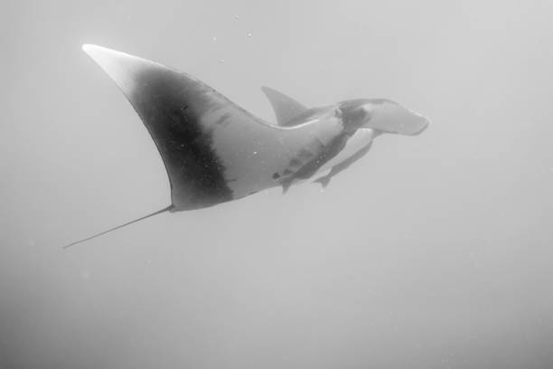 istock A flying manta ray in Socorro Island 1136824043