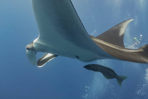 istock A flying manta ray in Socorro Island 1136824044