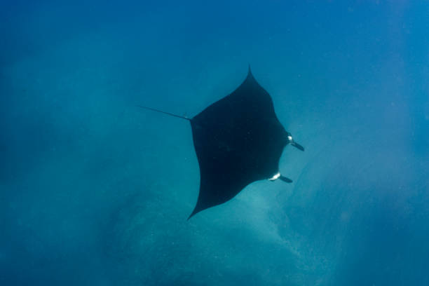 A flying manta ray in Socorro Island
