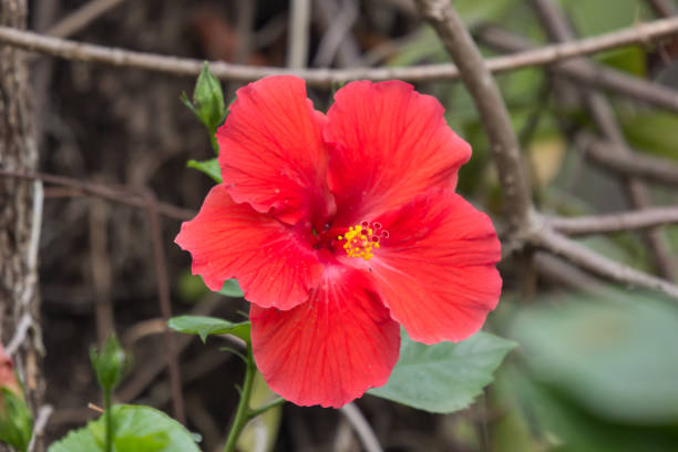 istock Close up of red Hibiscus rosa-sinensis 1136824164
