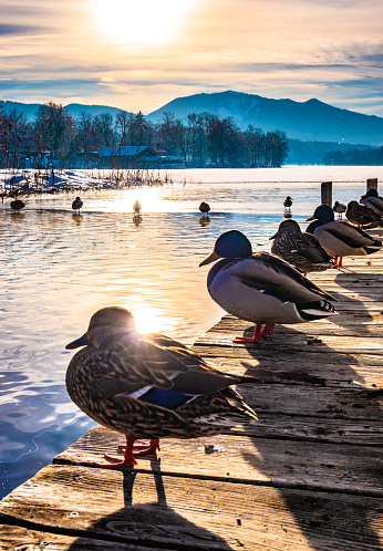 mallard ducks sitting at a lake