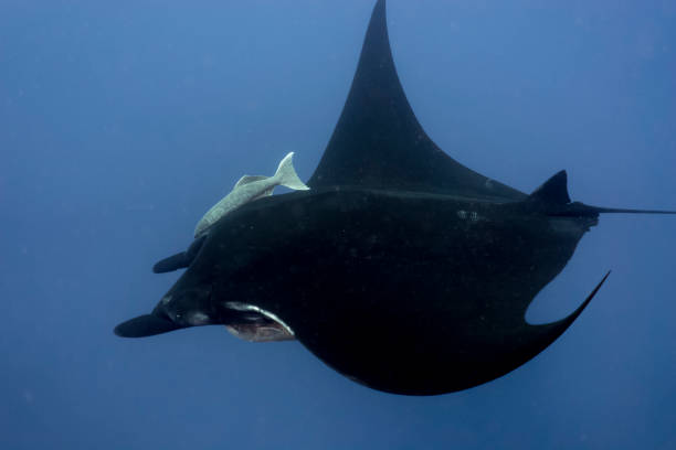 istock A flying manta ray in Socorro Island 1136825022