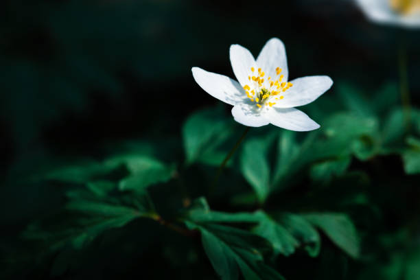 istock Anemone sylvestris. 1136827011