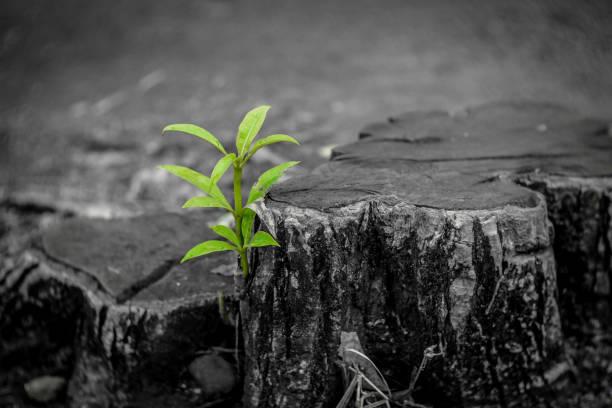 core, recycle, concept, history, lifespan, leaf, rebirth, hope, wood, growth, green, ecology, rough, weed, aged, business concept, closeup, concentric, cracks, cross cut, cross section, dark, detail, detailed, eco, generate, germinate, macro, maple, neutral, new growth, one, organic, plant, recycled, regenerate, regrowth, renew, renewal, rings, spring, sprout, success, thick, tree stump, tree trunk, trunk, vintage, weathered, worn