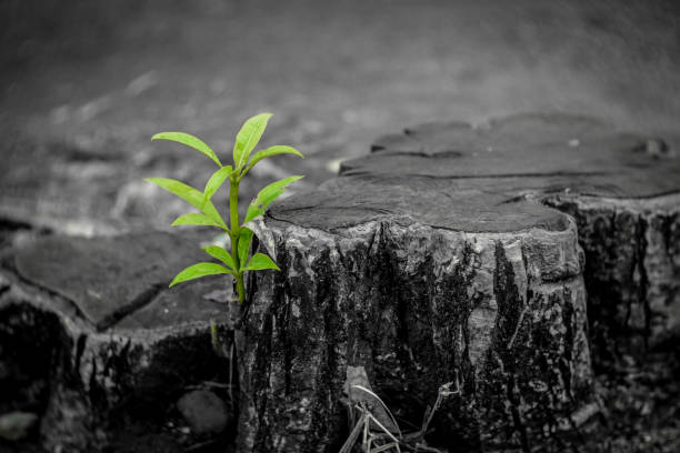 istock New growth from old concept. Recycled tree stump growing a new sprout or seedling. Aged old log with warm gray texture and rings. Young tree with green leaves and tender shoots. - Image 1136828579