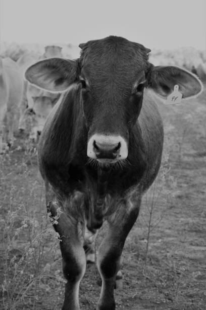 istock close up of a cow in black and white vertical image 1136829052