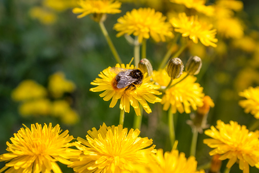 Red Tailed Bumblebee Collecting Pollen From Yellow Dandelion Flowers