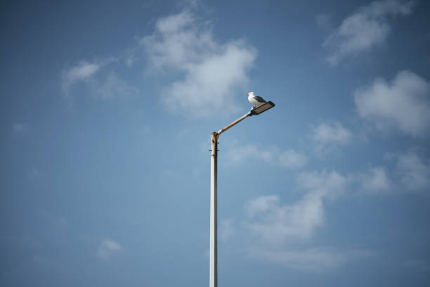 A low angle view close-up of a seagull on a street lamp in a Greek harbor that is looking at passing ships.