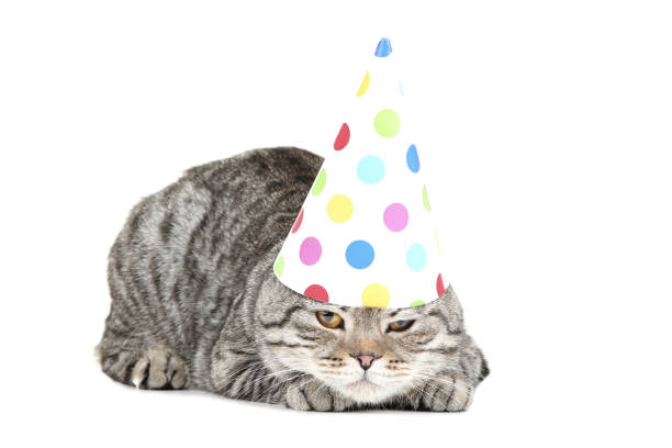 istock Cute cat with birthday cap lying on white background 1136829765