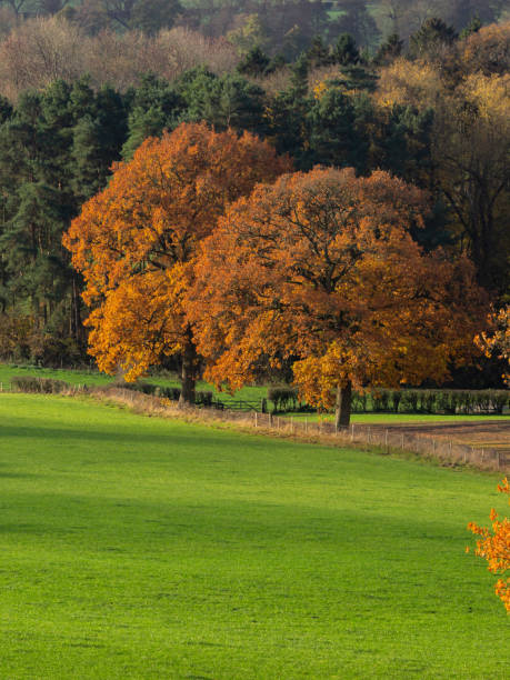 istock Autumn trees in a green field 1136830217