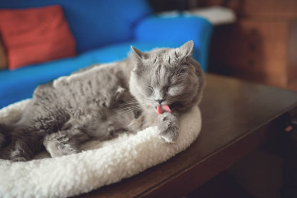 istock Beautiful Chartreux cat licking paw 1136831141