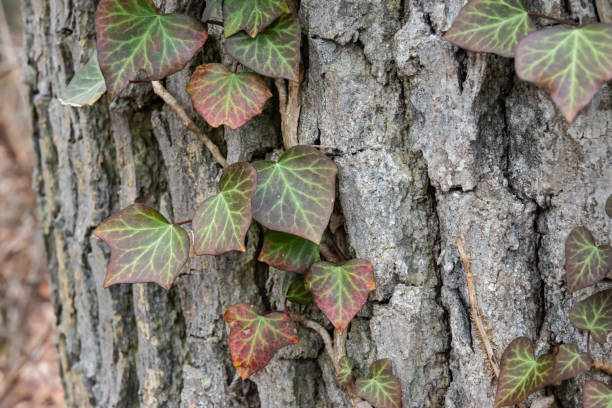 árbol de escalada ivy plant en invierno - botany bright brown heart shape fotografías e imágenes de stock