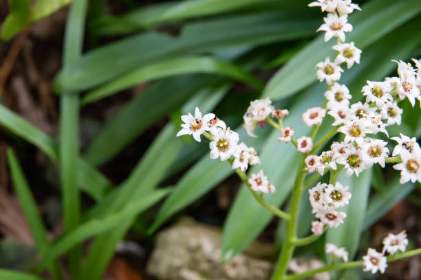 istock Red-Leafed Mukdenia Flowers in Bloom in Winter 1136831633