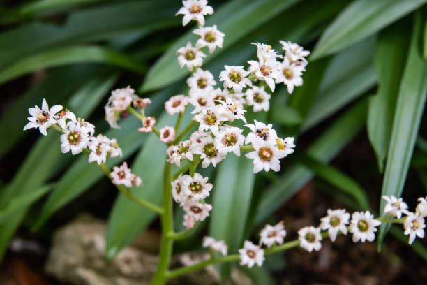 Red-Leafed Mukdenia Flowers in Bloom in Winter