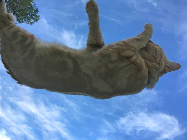 istock European short hair cat from below 1136831763