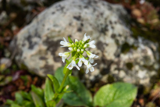 istock White Rock Cress Flower in Bloom in Winter 1136833643