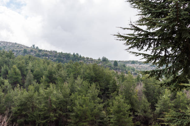 istock Beautiful Nature in north Lebanon 1136833901