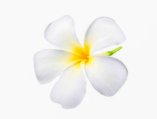 istock Plumeria flower 1136834464