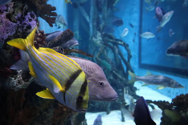istock tropical fish in an aquarium 1136835180