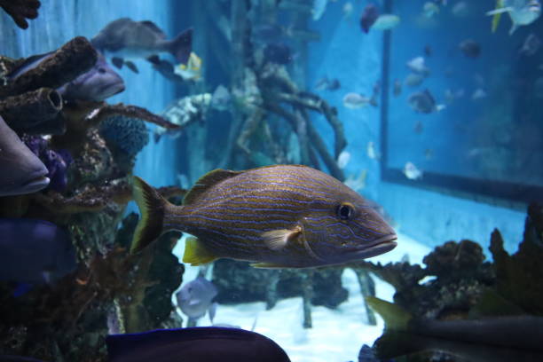 istock tropical fish in an aquarium 1136835183