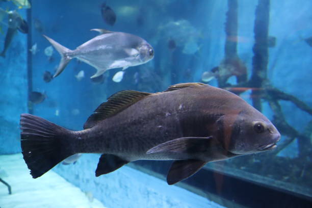istock tropical fish in an aquarium 1136835184