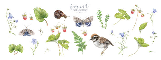Watercolor forest plants and animals big set Watercolor detailed elements set with forest plants, bell flowers, butterflies, starwberry and bird isolated on white background. Botanical design for cosmetics, spa, perfume, beauty care, wedding campanula nobody green the natural world stock illustrations