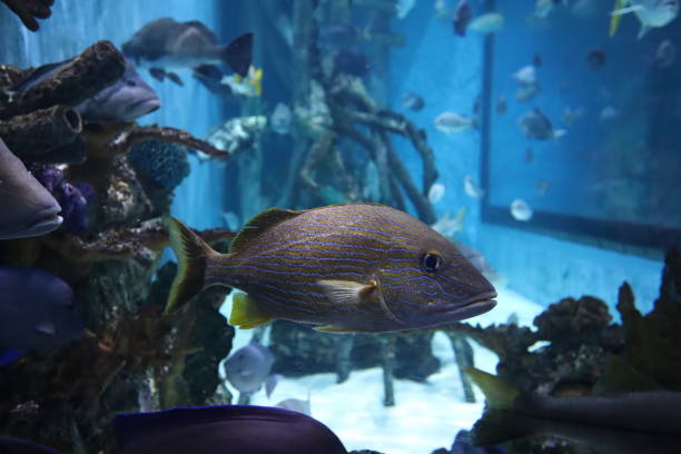 istock tropical fish in an aquarium 1136836170