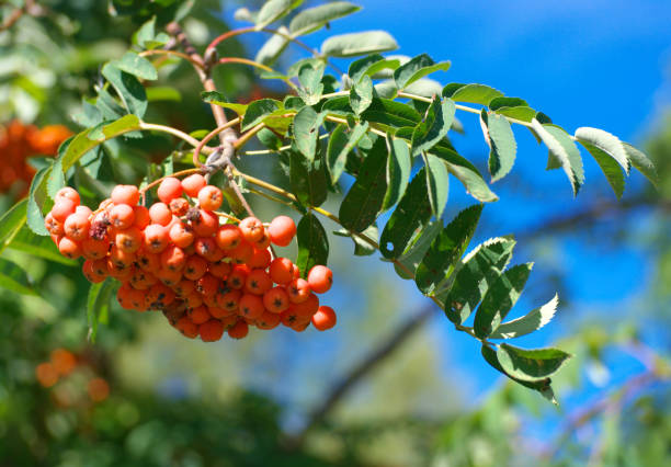 istock ashberry at dry sunny summer day 1136836287