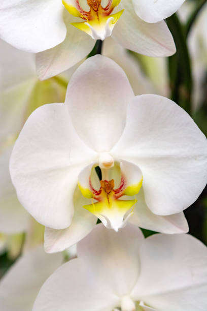 istock Beautiful white orchid flowers close up 1136836336