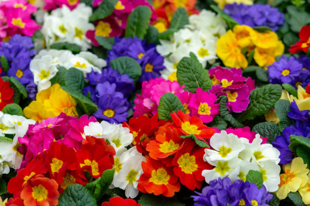 Floral background, spring seasonal colofrul garden primula flowers Floral background, spring seasonal colofrul garden primula flowers close up primula stock pictures, royalty-free photos & images