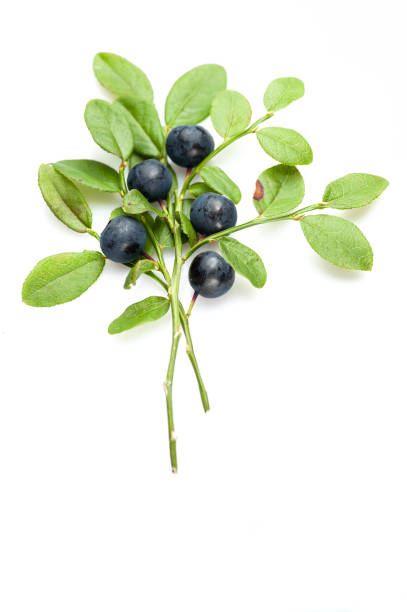 istock Sprig of blueberries isolated on white 1136836443