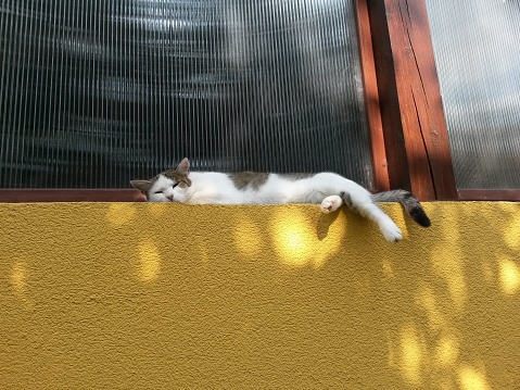 Cat lies, sleeping on the wall, on the windowsill, near the window, image