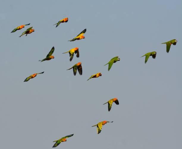 istock Sun Conure (Aratinga solstitialis) and Hahn’s Macaw (Diopsittaca nobilis nobilis) 1136838620