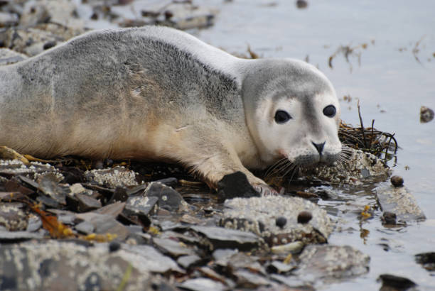istock Adorable Baby Harbor Sea on a Reef 1136839884