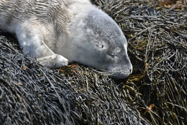 Cute scruffy fluffy gray baby harbor seal on a bed of seaweed.