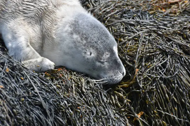 Adorable gray baby seal pup sleeping in Maine.