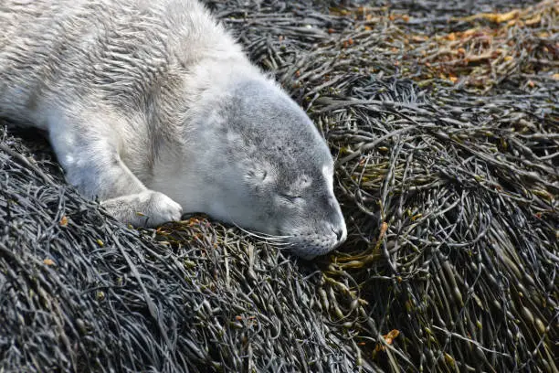 Beautiful baby gray seal pup resting on a bed of seaweed.