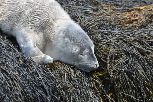 Really cute baby seal pup sound asleep in Maine.