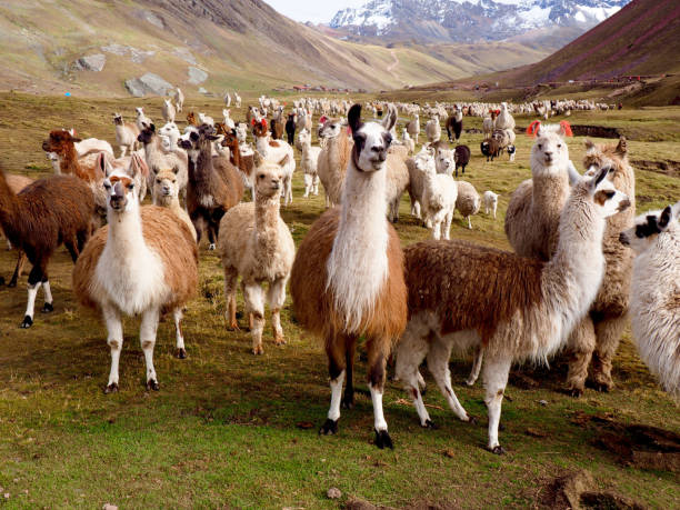 Llamas and Alpacas Of Peru Llamas and Alpacas Of Peru llama animal photos stock pictures, royalty-free photos & images