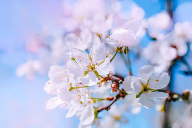 istock Blooming spring branches of cherry in the blue sky 1136841580