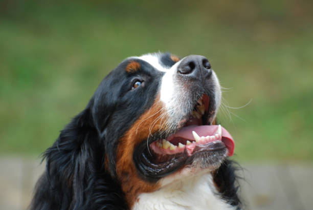 istock Beatuiful Shaggy Bernese Mountain Dog 1136841857