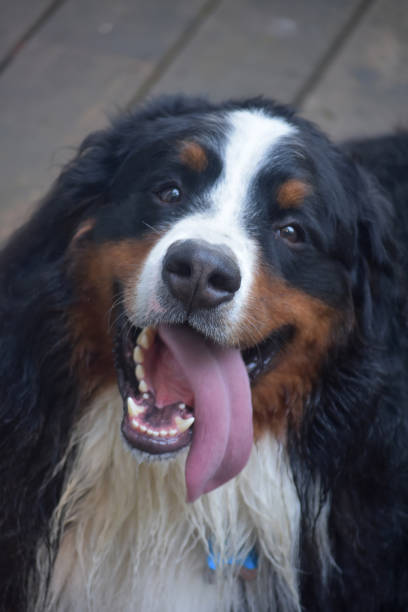 istock Beatuiful Shaggy Bernese Mountain Dog 1136842086