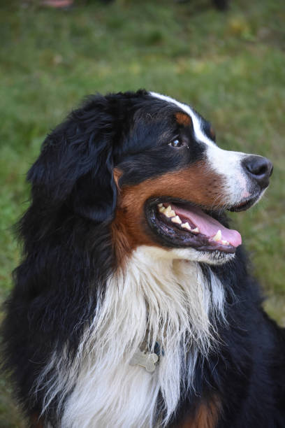 istock Beatuiful Shaggy Bernese Mountain Dog 1136842097