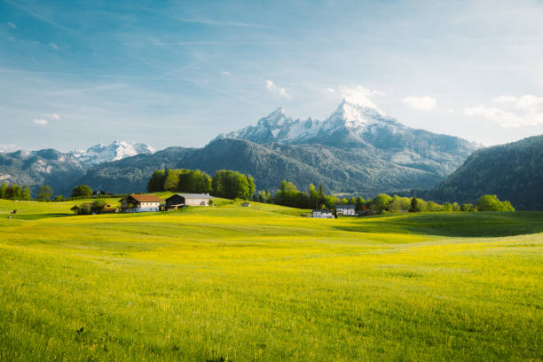 istock Idyllic landscape in the Alps with blooming meadows in springtime 1136842606