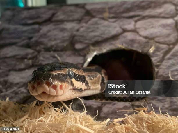 Ballphyton Snake Stock Photo - Download Image Now - Animal, Animal Body Part, Animal Eye