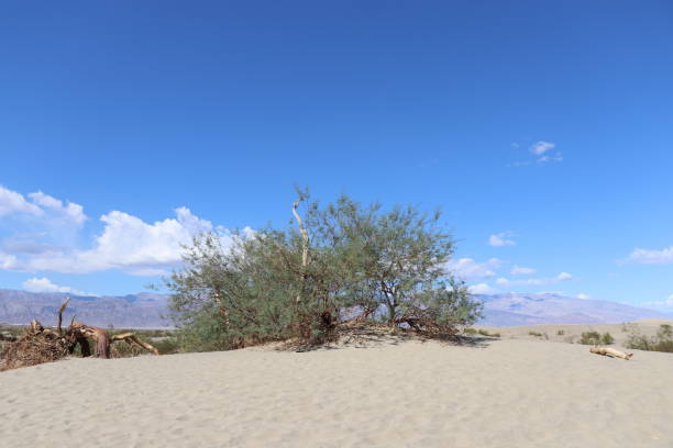 mesquite flat sand dunes nel parco nazionale della death valley - mesquite tree foto e immagini stock