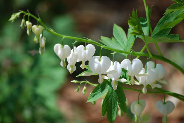 istock Very Pretty Bleeding Heart Flowers Blooming 1136843815